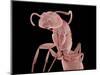 Ant-Micro Discovery-Mounted Photographic Print