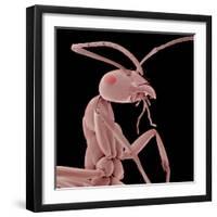 Ant-Micro Discovery-Framed Photographic Print