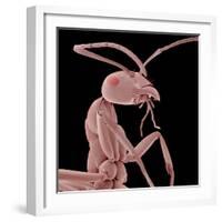 Ant-Micro Discovery-Framed Photographic Print