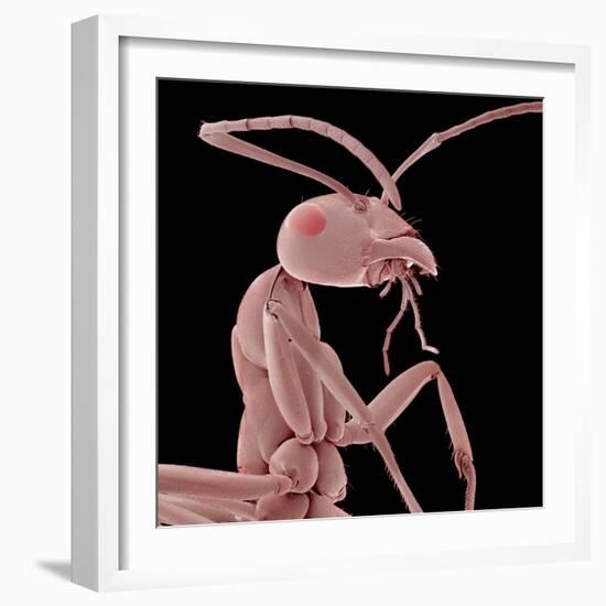 Ant-Micro Discovery-Framed Photographic Print