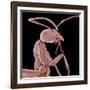 Ant-Micro Discovery-Framed Photographic Print