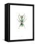 Ant-Alexis Marcou-Framed Stretched Canvas