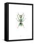 Ant-Alexis Marcou-Framed Stretched Canvas