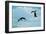 Antarctic Adelie Penguins-null-Framed Art Print