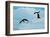 Antarctic Adelie Penguins-null-Framed Art Print