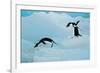 Antarctic Adelie Penguins-null-Framed Art Print