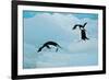 Antarctic Adelie Penguins-null-Framed Art Print