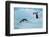 Antarctic Adelie Penguins-null-Framed Art Print