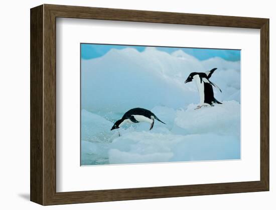 Antarctic Adelie Penguins-null-Framed Art Print