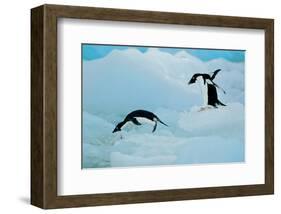 Antarctic Adelie Penguins-null-Framed Art Print