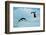 Antarctic Adelie Penguins-null-Framed Art Print