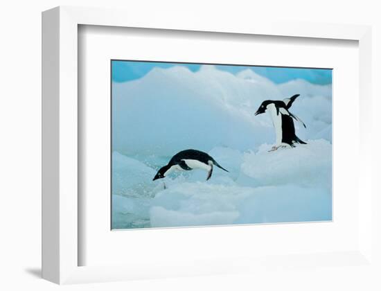Antarctic Adelie Penguins-null-Framed Art Print