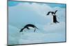 Antarctic Adelie Penguins-null-Mounted Art Print
