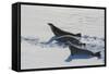 Antarctic Circle, the Gullet. Crabeater Seal on an Ice Floe-Inger Hogstrom-Framed Stretched Canvas