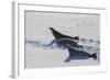 Antarctic Circle, the Gullet. Crabeater Seal on an Ice Floe-Inger Hogstrom-Framed Photographic Print