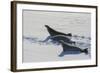 Antarctic Circle, the Gullet. Crabeater Seal on an Ice Floe-Inger Hogstrom-Framed Photographic Print