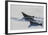 Antarctic Circle, the Gullet. Crabeater Seal on an Ice Floe-Inger Hogstrom-Framed Photographic Print