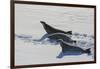 Antarctic Circle, the Gullet. Crabeater Seal on an Ice Floe-Inger Hogstrom-Framed Photographic Print