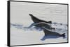 Antarctic Circle, the Gullet. Crabeater Seal on an Ice Floe-Inger Hogstrom-Framed Stretched Canvas