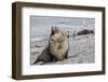 Antarctic Fur Seal (Arctocephalus Gazella) Adult Bull, Prion Island, South Georgia-Michael Nolan-Framed Photographic Print