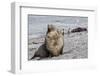 Antarctic Fur Seal (Arctocephalus Gazella) Adult Bull, Prion Island, South Georgia-Michael Nolan-Framed Photographic Print