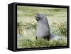 Antarctic Fur Seal (Arctocephalus gazella). Bull in typical Tussock Grass habitat.-Martin Zwick-Framed Stretched Canvas