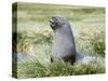 Antarctic Fur Seal (Arctocephalus gazella). Bull in typical Tussock Grass habitat.-Martin Zwick-Stretched Canvas