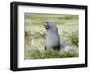 Antarctic Fur Seal (Arctocephalus gazella). Bull in typical Tussock Grass habitat.-Martin Zwick-Framed Photographic Print