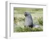 Antarctic Fur Seal (Arctocephalus gazella). Bull in typical Tussock Grass habitat.-Martin Zwick-Framed Photographic Print