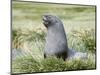 Antarctic Fur Seal (Arctocephalus gazella). Bull in typical Tussock Grass habitat.-Martin Zwick-Mounted Photographic Print