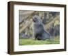 Antarctic Fur Seal (Arctocephalus gazella) bull. South Georgia Island-Martin Zwick-Framed Photographic Print