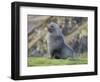 Antarctic Fur Seal (Arctocephalus gazella) bull. South Georgia Island-Martin Zwick-Framed Photographic Print