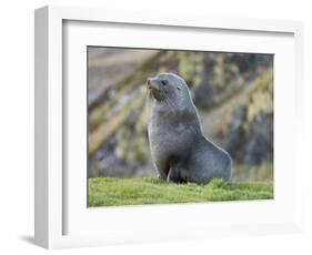 Antarctic Fur Seal (Arctocephalus gazella) bull. South Georgia Island-Martin Zwick-Framed Photographic Print