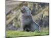 Antarctic Fur Seal (Arctocephalus gazella) bull. South Georgia Island-Martin Zwick-Mounted Photographic Print