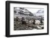 Antarctic fur seal (Arctocephalus gazella) colony, Coronation Island, South Orkney Islands, Antarct-Michael Runkel-Framed Photographic Print