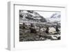 Antarctic fur seal (Arctocephalus gazella) colony, Coronation Island, South Orkney Islands, Antarct-Michael Runkel-Framed Photographic Print