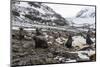 Antarctic fur seal (Arctocephalus gazella) colony, Coronation Island, South Orkney Islands, Antarct-Michael Runkel-Mounted Photographic Print