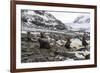 Antarctic fur seal (Arctocephalus gazella) colony, Coronation Island, South Orkney Islands, Antarct-Michael Runkel-Framed Photographic Print