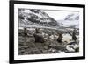 Antarctic fur seal (Arctocephalus gazella) colony, Coronation Island, South Orkney Islands, Antarct-Michael Runkel-Framed Photographic Print