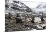 Antarctic fur seal (Arctocephalus gazella) colony, Coronation Island, South Orkney Islands, Antarct-Michael Runkel-Mounted Photographic Print