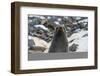 Antarctic fur seal (Arctocephalus gazella), Coronation Island, South Orkney Islands, Antarctica, Po-Michael Runkel-Framed Photographic Print