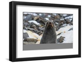 Antarctic fur seal (Arctocephalus gazella), Coronation Island, South Orkney Islands, Antarctica, Po-Michael Runkel-Framed Photographic Print