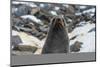 Antarctic fur seal (Arctocephalus gazella), Coronation Island, South Orkney Islands, Antarctica, Po-Michael Runkel-Mounted Photographic Print