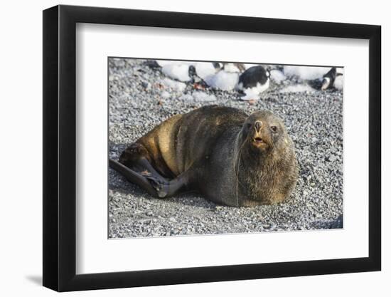 Antarctic fur seal (Arctocephalus gazella), Gourdin Island, Antarctica, Polar Regions-Michael Runkel-Framed Photographic Print