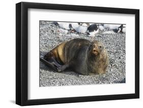 Antarctic fur seal (Arctocephalus gazella), Gourdin Island, Antarctica, Polar Regions-Michael Runkel-Framed Photographic Print