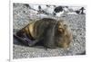Antarctic fur seal (Arctocephalus gazella), Gourdin Island, Antarctica, Polar Regions-Michael Runkel-Framed Photographic Print