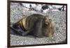 Antarctic fur seal (Arctocephalus gazella), Gourdin Island, Antarctica, Polar Regions-Michael Runkel-Framed Photographic Print