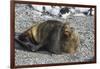 Antarctic fur seal (Arctocephalus gazella), Gourdin Island, Antarctica, Polar Regions-Michael Runkel-Framed Photographic Print