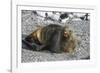 Antarctic fur seal (Arctocephalus gazella), Gourdin Island, Antarctica, Polar Regions-Michael Runkel-Framed Photographic Print