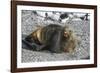 Antarctic fur seal (Arctocephalus gazella), Gourdin Island, Antarctica, Polar Regions-Michael Runkel-Framed Photographic Print